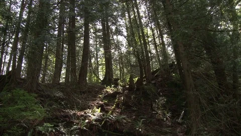 Wide shot of trees from low angle Video stock 75240513