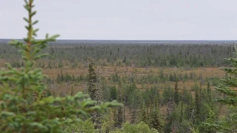 Wide shot of trees in open land Stock Footage 82124098