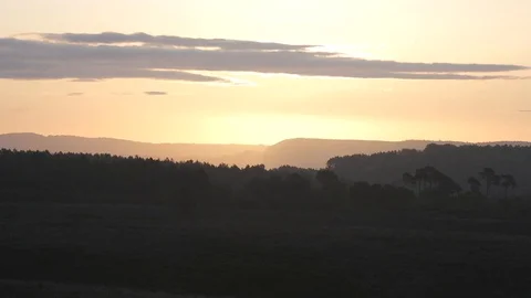 Wide shot of trees under forest in Golden hour in Devon Stock Footage 102978042