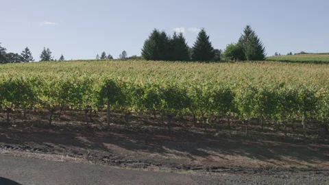 Wide shot of trellised grapes in midday sun Vídeos de archivo 332255187