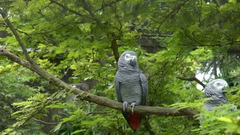 Wide shot of two african grey parrots on bali Stock Footage 79943337