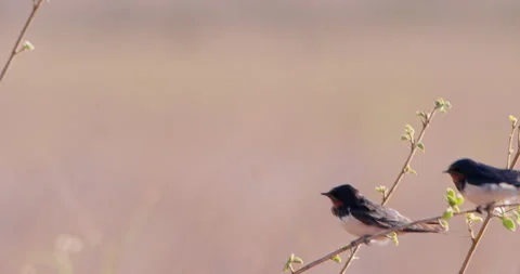Wide shot of two of barn swallows swinging on a stem Video stock 308673558