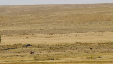 Wide shot of two bull bison grazing in prairie valley in golden evening light Stock Footage 74720739