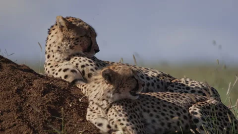 Wide shot of two cheetahs resting on a termite mound in Kenya Stock Footage 261055580