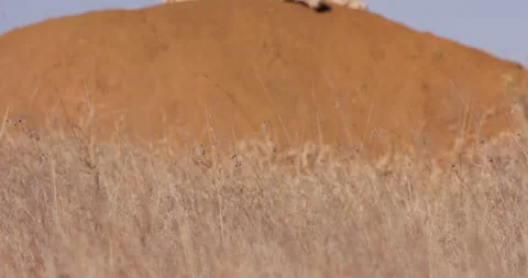 Wide shot of two cheetahs scanning opposite sides while resting Stock Footage 308674021