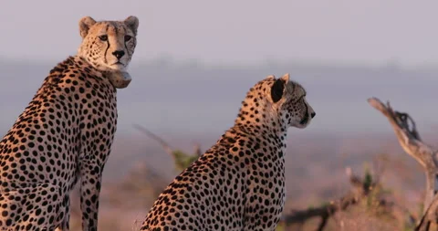 Wide shot of two cheetahs scanning for prey before walking away Stock Footage 308678366
