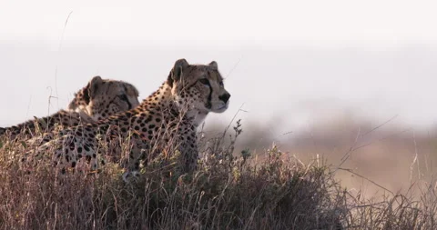 Wide shot of two cheetahs scanning for prey at sunrise in Kenya. Stock Footage 308678877