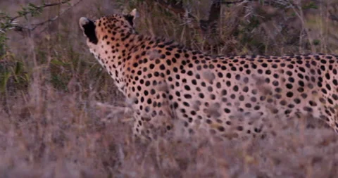Wide shot of two cheetahs scent marking an acacia tree Video stock 308675202
