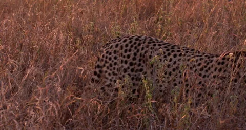 Wide shot of two cheetahs walking through savannah grasslands Stock Footage 308678313