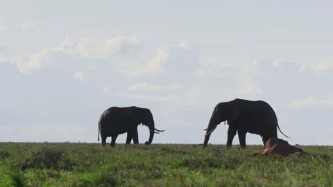 Wide shot of two elephants grazing in the afternoon in Africa. Stock Footage 256911372