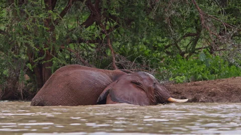 Wide shot of two elephants playing while submerged in water Stock Footage 256906627