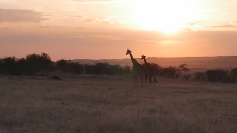 Wide shot of two giraffe walking at sunset in masai mara Stock Footage 111735256