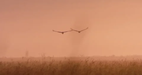 Wide shot of two grey crowned cranes flying over the savannah Stock Footage 295291889
