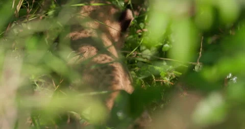 Wide shot of two lion cubs walking around their den Stock Footage 295293124