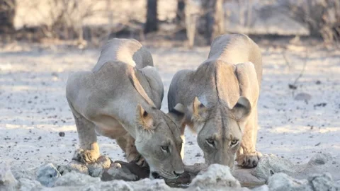 Wide shot of two lionesses drinking next to each other from a small waterhole Vídeos de archivo 334275841