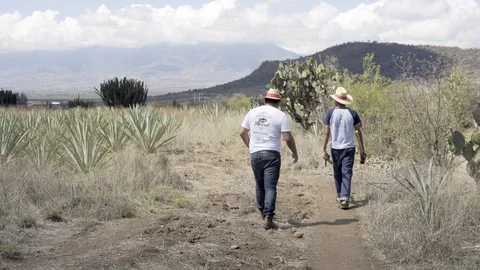 Wide shot of two men walking in an agave farm. Oaxaca, Mexico. Stock-Footage 104767163