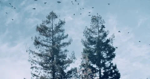 Wide shot of two tress as a flock of computer generated crows scatter and Stock Footage 198319165