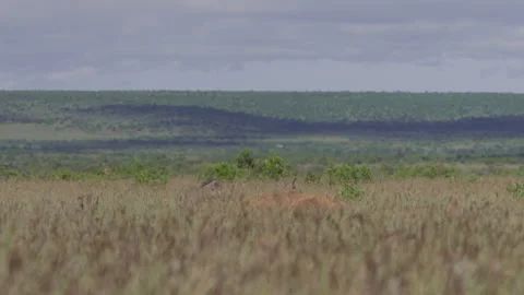 Wide shot of two warthogs scanning the savannah Video stock 260851753