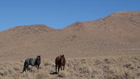 Wide Shot of Two Wild Mustangs Standing in Nevada Desert Stock Footage 95873499