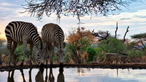 A wide shot of two wild zebras drinking together at a watering hole while one Stock Footage 319639530