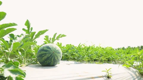 Wide Shot Watermelon On White Plastic Mulch Under Bright Sun Видео 333374806