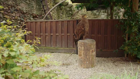 Wide shot of a White-tailed eagle perched on a stump. Vídeos de archivo 311352251
