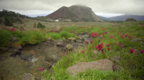 Wide shot of wild flowers and mountain stream Stock Footage 59509155