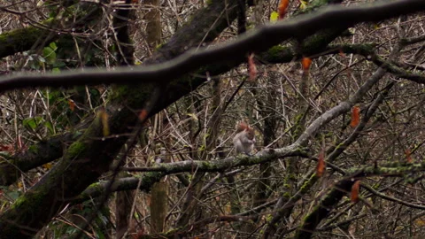 Wide shot of wild grey squirrel on a tree branch eating an acorn 스톡 동영상 251040145