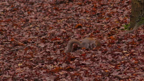 Wide shot of wild grey squirrel foraging for acorns on carpet of dry red autumn 스톡 동영상 251055016
