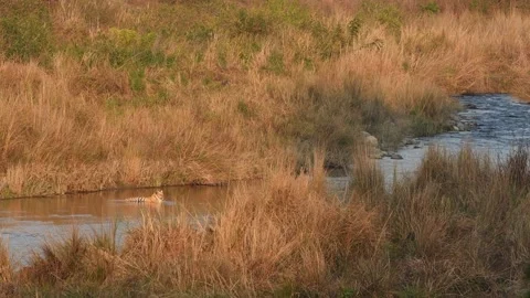 Wide shot of wild tiger resting in ramganga river water stream in golden hour Video stock 163080279