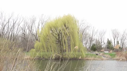 Wide Shot of Willow Tree by Lakeside in Early Spring with Gentle Wind Stock Footage 334733121