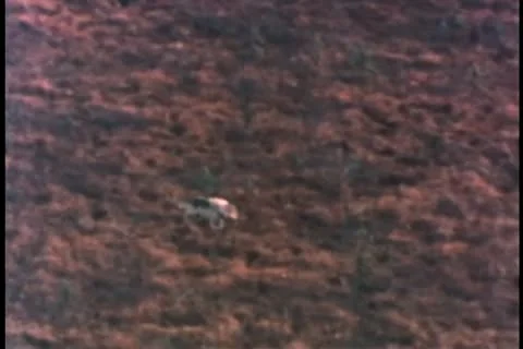 Wide shot of wolf in the wild Stock-Footage 11356543
