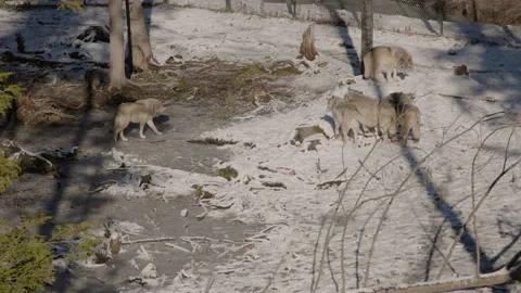 Wide shot of wolves in a winter forest Stock Footage 166058632