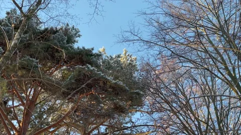 Wide shot of woods in winter. Different types of trees covered in snow Stock Footage 149597220