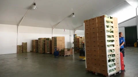 Wide shot of a worker transporting boxes of vegetables with an electric pallet Stock Footage 328664964
