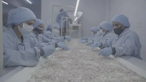 Wide shot of workers sorting onions on factory production line Stock-Footage 327443674