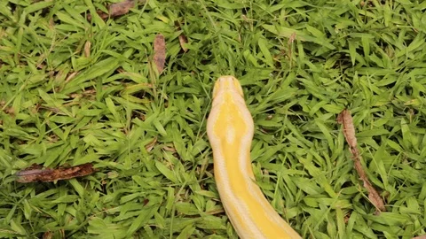 A wide shot of a yellow burmese python crawling in the forest Video stock 125025890