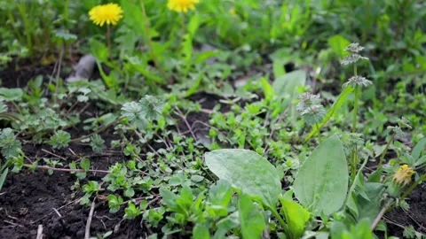 Wide shot. yellow dandelions, spring green grass in a beautiful meadow. Stock Footage 238470484