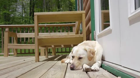 Wide Shot Yellow Lab Resting on a wooden deck Stock Footage