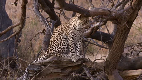 Wide shot of a young Leopard sitting on a dead tree stump and looking Stock Footage 154576678