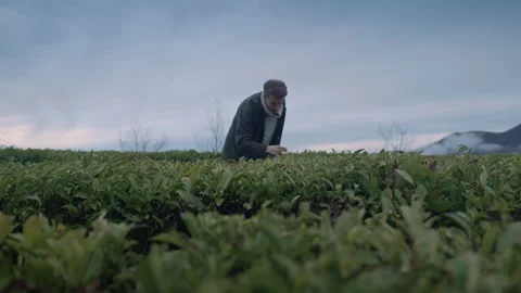 Wide shot of Young tall guy walk on tea plantation and touching the leaves Stock Footage 150688697