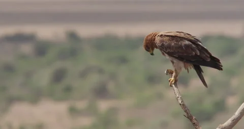 Wide shot of a young Tawny Eagle scanning the area Stock Footage 279045681