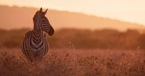 Wide shot of a zebra standing alert ears moving in the savanna Stock Footage 308677251