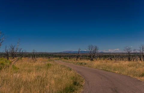 Wide shot of zigzagging road between dead trees after fire in Mesa Verde nati Stock Photos