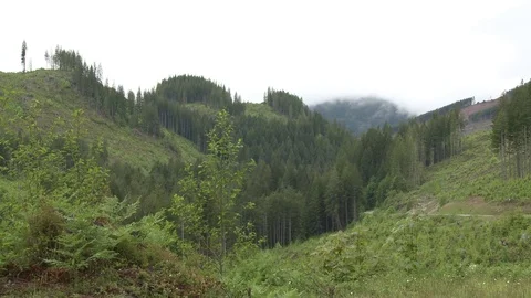 Wide shots of forest clear cut (2 clip sequence) Stock Footage 75240517