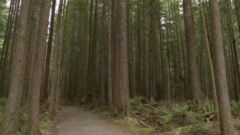 Wide shots of trail in forest (2 clip sequence) Video stock 75238728
