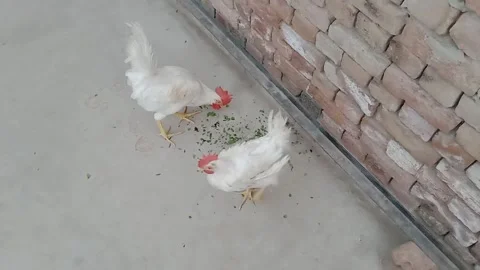 Wide side view of hen eating breakfast from distance Video stock 347628059