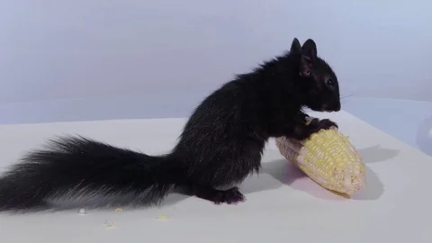 Wide side view squirrel eating corn Stock Footage 75764036