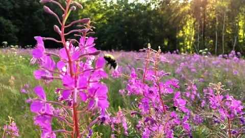Wide slow motion macro shot of bumblebee gathering nectar from fireweed flowers Stock Footage 158939771