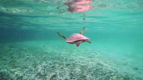 Wide, slow motion shot of Green Sea turtle swimming away in tropical waters Stock Footage 170351328